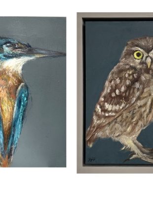 De IJsvogel-vogel van het jaar, en de Steenuil